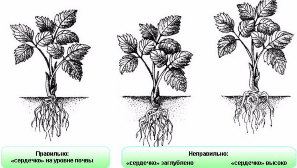 По какой схеме сажать клубнику