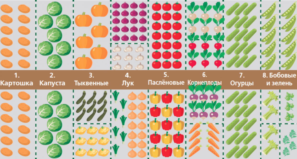 Схема посадки зелени на смешанной грядке